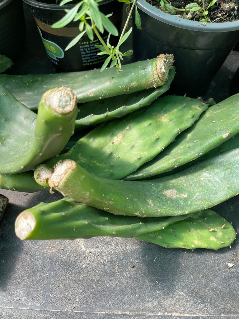 Prickly Pear that I’ve been growing for a couple of years now