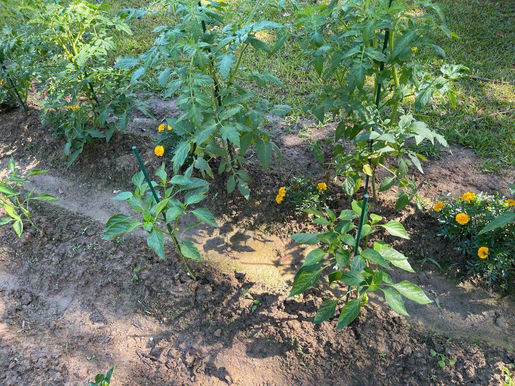 Banana Peppers and Belgium Tomatoes grown from seed www.mllwg.com